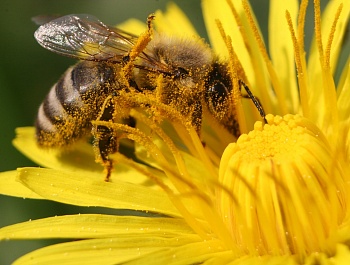 Информация пчеловодам